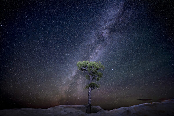 Ponderosa Pine under the glow of the Milky Way