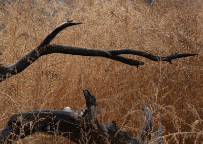 Dead branch laying in the brush along the Bosque