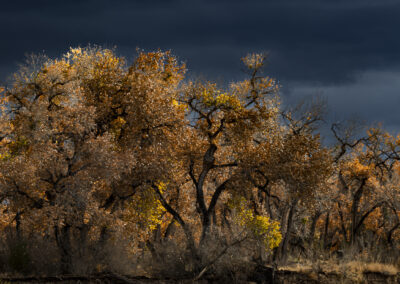 Late afternoon cottonwoods along the Bosque