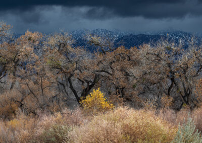 Early Winter Storm in late fall slamming the Sandias while the cottonwoods in the Bosque look on