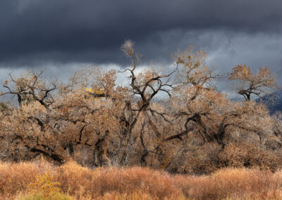 A late fall snowy day in the Bosque