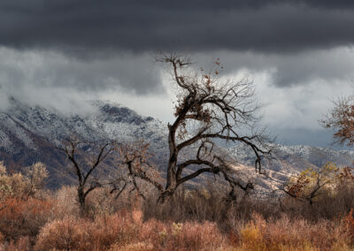 A late fall snowy day in the Bosque