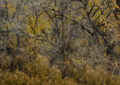 Autumn Cottonwoods near Jemez Springs NM