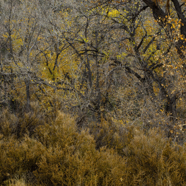 Autumn Cottonwoods near Jemez Springs NM