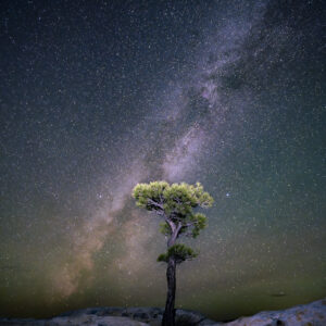 Ponderosa pine under the Milky Way