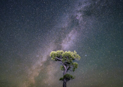 Ponderosa pine under the Milky Way