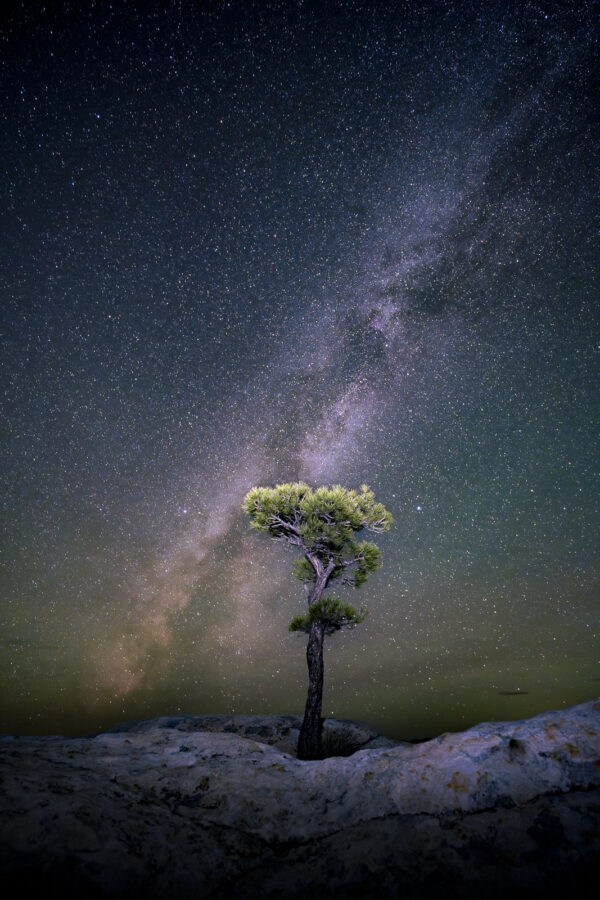 Ponderosa pine under the Milky Way