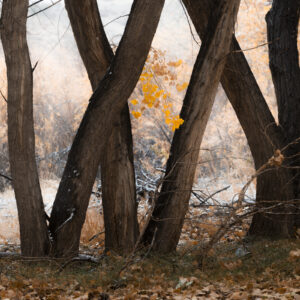 Criss crossed Cottonwoods along the Bosque on a late fall and snowy day