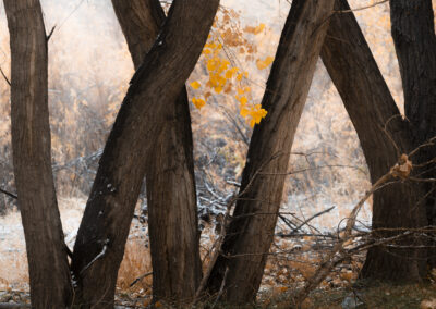 Criss crossed Cottonwoods along the Bosque on a late fall and snowy day