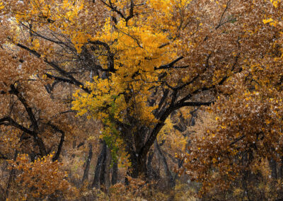 Light snow falling on the Cottonwoods in the Bosque