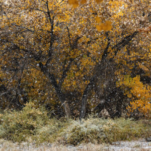 Late fall snow and Cottonwoods in the Bosque