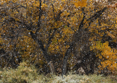 Late fall snow and Cottonwoods in the Bosque