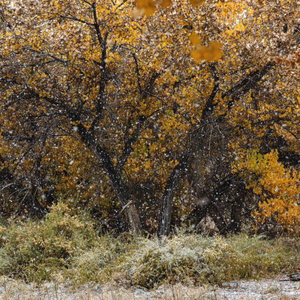 Late fall snow and Cottonwoods in the Bosque