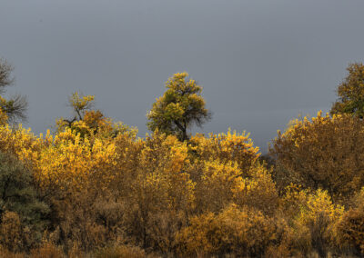 Late fall snowy and foggy day in the Bosque amongst the Cottonwoods