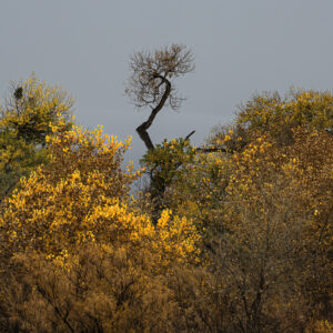 The standout Cottonwood amongst the rest in the Bosque on a stormy day in the fall