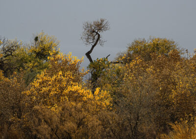 The standout Cottonwood amongst the rest in the Bosque on a stormy day in the fall