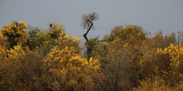 The standout Cottonwood amongst the rest in the Bosque on a stormy day in the fall