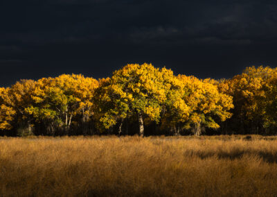 Autumn Cottonwoods in the Bosque Del Apache at sunset