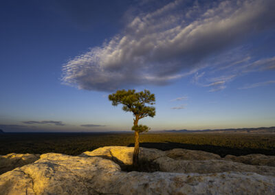 First rays of morning light greet this wind swept Ponderosa Pine