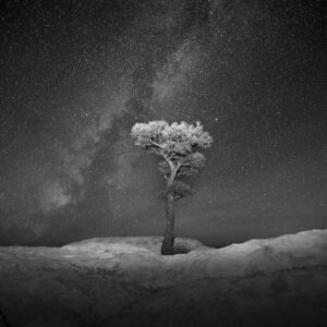 Milky Way over a stunted Ponderosa at El Malpais National Monument