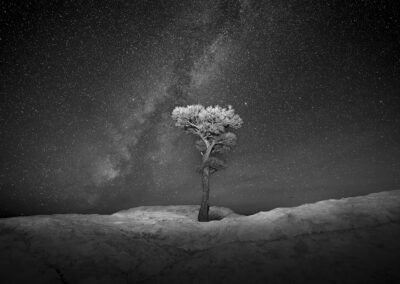 Milky Way over a stunted Ponderosa at El Malpais National Monument