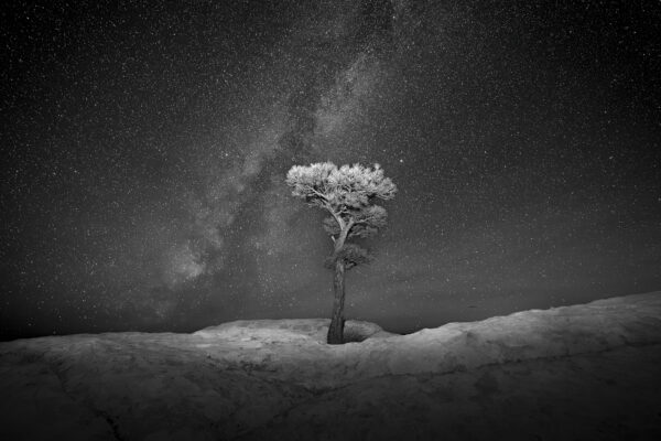 Milky Way over a stunted Ponderosa at El Malpais National Monument