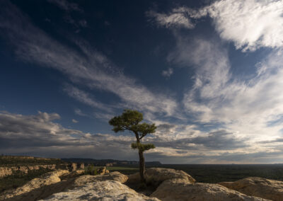 A small wind swept and lone Ponderosa Pine growing on a sandstone bluff overlooking the lava flow of El Malpais