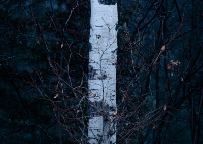 Winter Aspen and Oak in the San Juan Mountains of Colorado