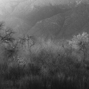 Cold mist and backlit Cottonwoods