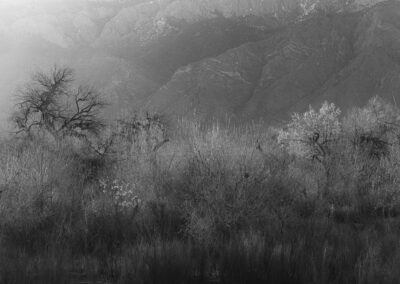 Cold mist and backlit Cottonwoods