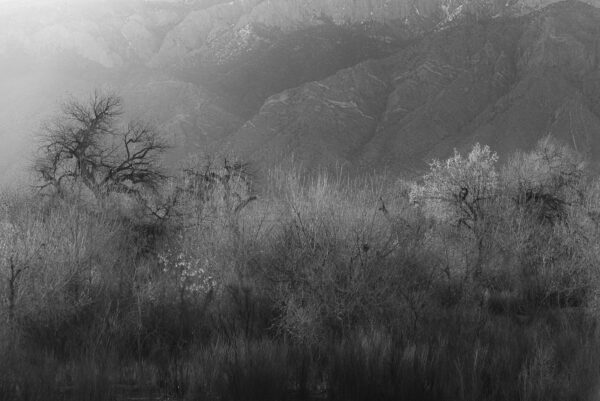 Cold mist and backlit Cottonwoods