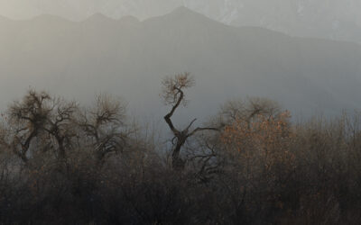 Desert Woodlands