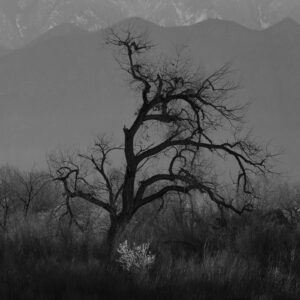 Morning light silhouetting an old Rio Grande Cottonwood along the Bosque