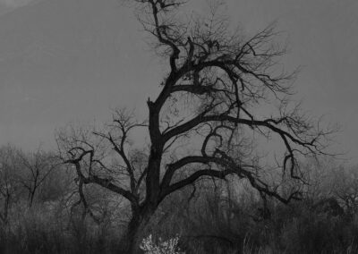 Morning light silhouetting an old Rio Grande Cottonwood along the Bosque