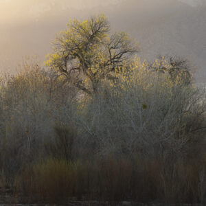 Beautiful light along the Bosque backlighting a Cottonwood