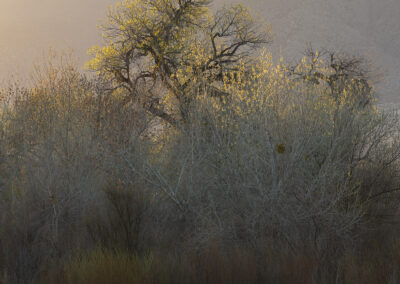 Beautiful light along the Bosque backlighting a Cottonwood