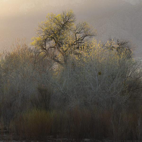 Beautiful light along the Bosque backlighting a Cottonwood