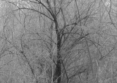 Dark tree growing in the thickets of the Rio Grande Bosque