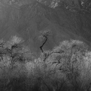 Cottonwoods glowing in the back light of mornings first light along the Bosque