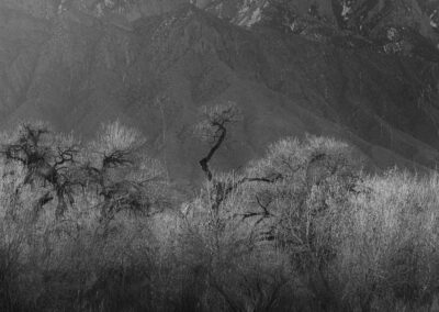 Cottonwoods glowing in the back light of mornings first light along the Bosque