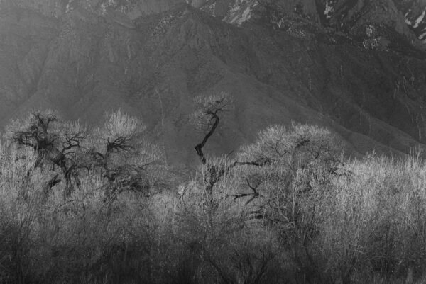 Cottonwoods glowing in the back light of mornings first light along the Bosque