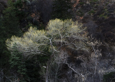 Cottonwood growing on a rocky hillside surrounded by pines