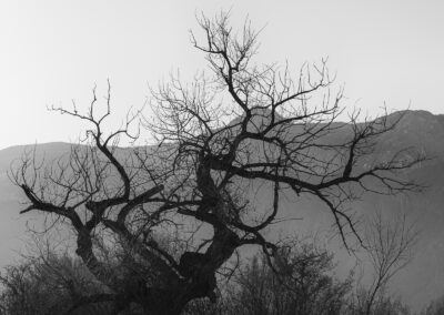 Morning light silhouetting a giant Rio Grande Cottonwood along the Bosque