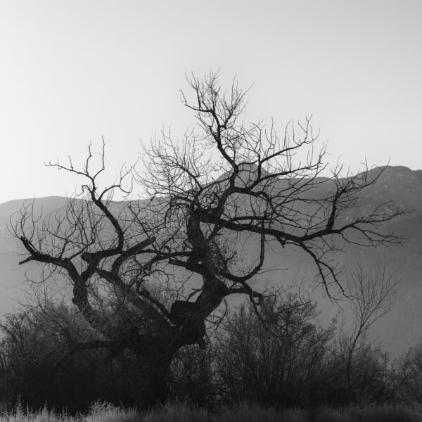 Morning light silhouetting a giant Rio Grande Cottonwood along the Bosque