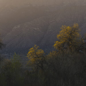 First light of day strikes the Bosque backlighting the Cottonwoods of early Spring