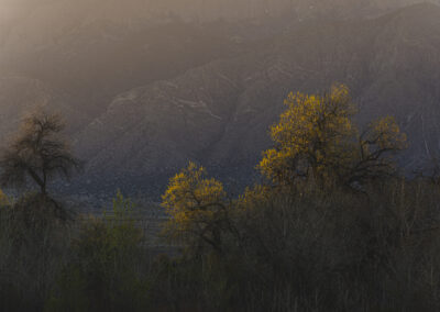 First light of day strikes the Bosque backlighting the Cottonwoods of early Spring