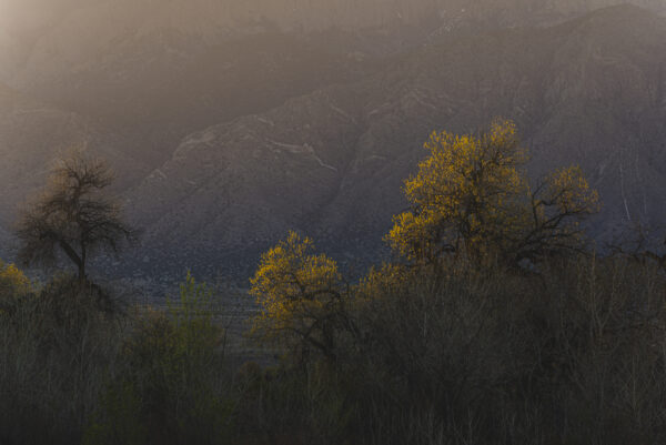 First light of day strikes the Bosque backlighting the Cottonwoods of early Spring