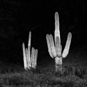 Two giant Saguaros beaming in the low angled light of the setting sun against the dark Superstition Mountains in the shadow of clouds