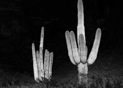 Two giant Saguaros beaming in the low angled light of the setting sun against the dark Superstition Mountains in the shadow of clouds