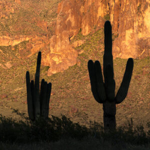 Two giant Saguaros shaded from a passing storm behind the frame while the Superstition Mountains shine brightly in the background.